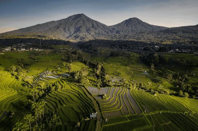 Rice terraces, Bali