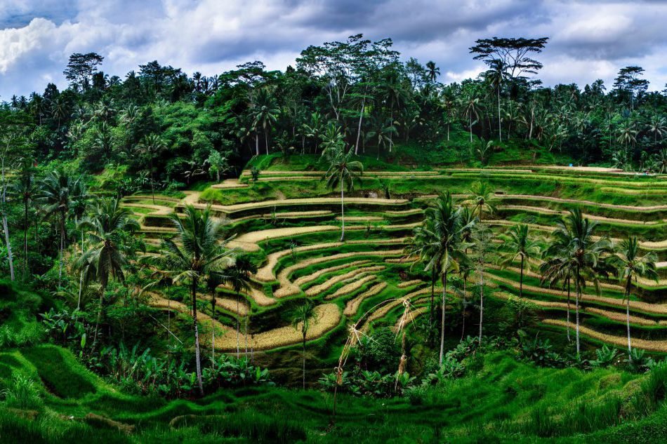 Bali Standard